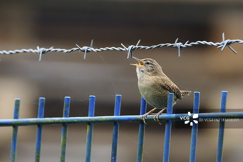 一只鹪鹩（Troglodytes troglodytes）坐在蓝色的栅栏上，旁边是铁丝网，德国黑森州，欧洲图片素材
