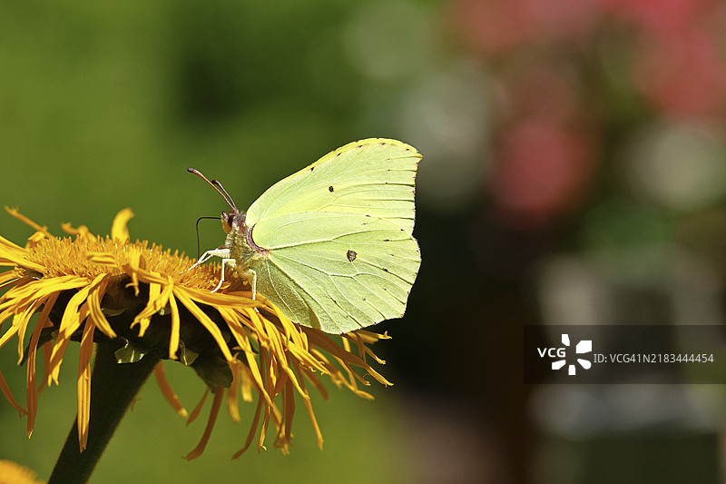 柠檬蝴蝶（Gonepteryx rhamny）停在一朵大特雷基花（Telekia speciosa）的黄色花朵上，地点：德国北莱茵-威斯特法伦州威尔斯多夫。图片素材