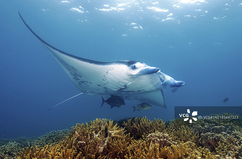 在太平洋的泻湖浅水区，礁 manta（Manta alfredi）在珊瑚礁的清洁站上方悬停，周围是石珊瑚（Scleractina）和鹿角珊瑚（Acropora），它是一种食浮游生物的魔鬼鱼和翼鱼。图片素材