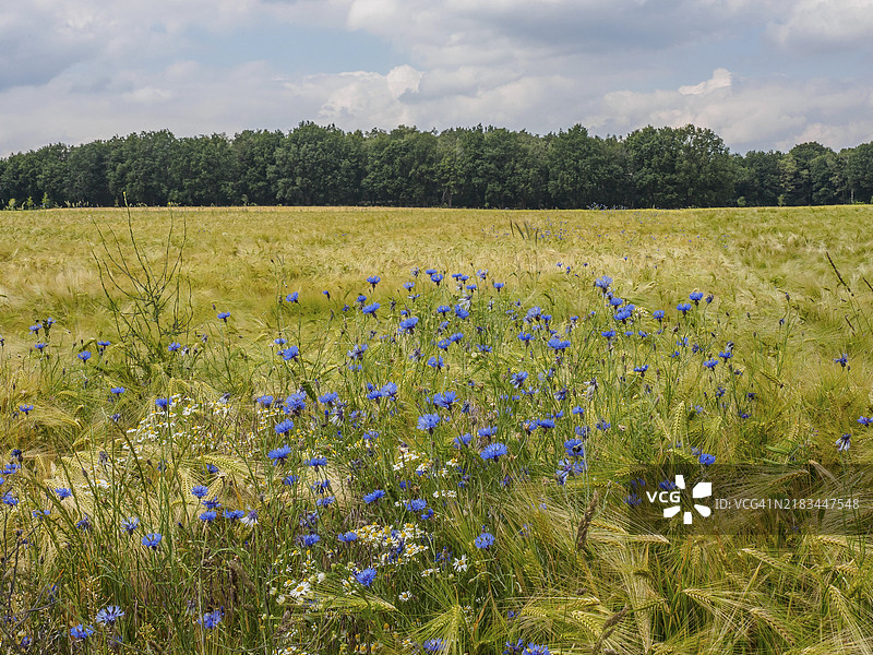 一片开满蓝色矢车菊的草地，四周环绕着开阔的田野和茂密的森林，德国明斯特地区的雷肯图片素材