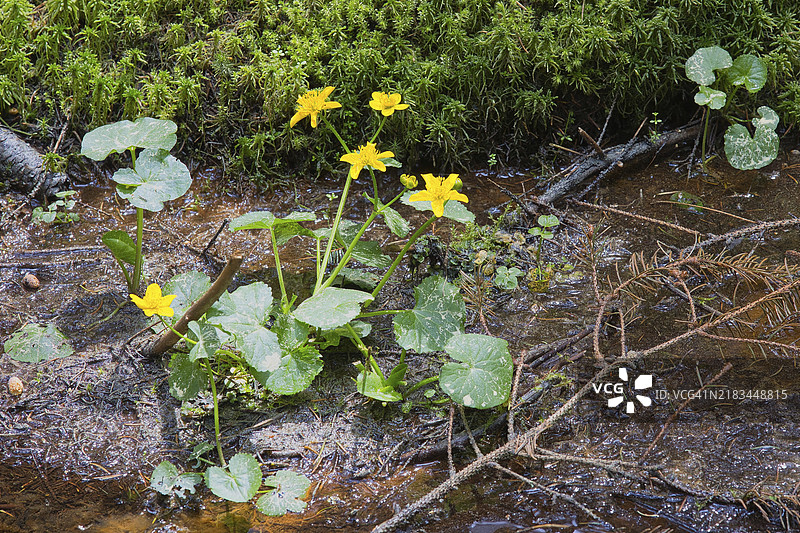 在奥地利上奥地利州Aigen-Schlägl市的自然森林保护区Bayrische Au的抬高泥炭区，马什金盏花盛开。图片素材