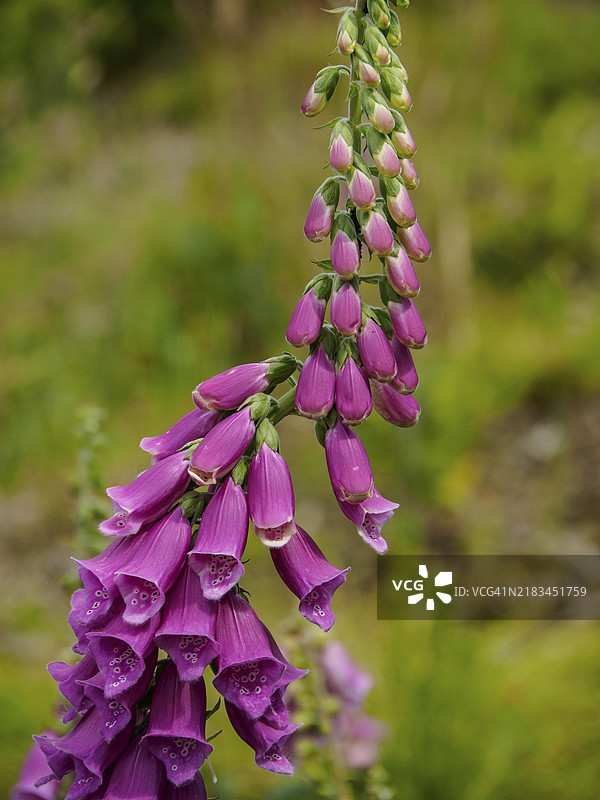 不同发育阶段的粉色毛地黄花朵，背景为自然风光，德国明斯特地区的雷肯。图片素材