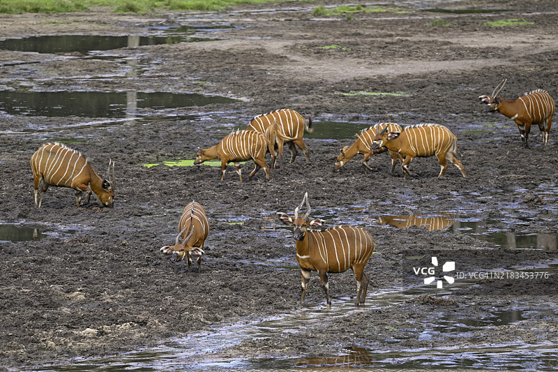 在中非共和国桑加-姆巴埃雷省的Dzanga-Ndoki国家公园的Dzanga Bai森林空地上，看到的邦戈羚羊（Tragelaphus eurycerus），联合国教科文组织世界遗产，Dzanga-Sangha保护区综合体（DSPAC）。图片素材