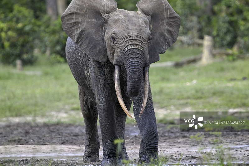 在中非共和国桑加-姆巴埃雷省的Dzanga-Ndoki国家公园的Dzanga Bai森林空地上，森林大象（Loxodonta cyclotis）图片素材