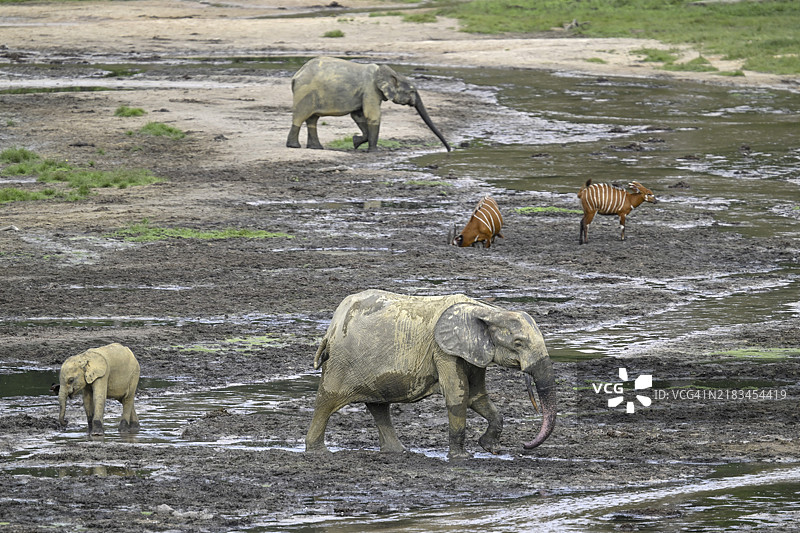 在联合国教科文组织世界遗产地——Dzanga-Ndoki国家公园的Dzanga Bai森林空地上，森林大象（Loxodonta cyclotis）和邦戈羚羊（Tragelaphus eurycerus）相遇，位于Sangha-Mbaéré省的Dzanga-Sangha保护区综合体（DSPAC）。图片素材