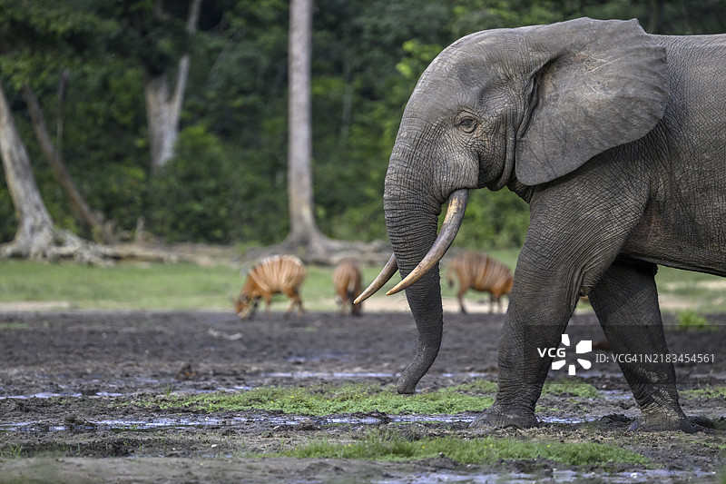 森林大象（Loxodonta cyclotis）和邦戈羚羊（Tragelaphus eurycerus）在Dzanga Bai森林空地，Dzanga-Ndoki国家公园，联合国教科文组织世界遗产，Dzanga-Sangha保护区综合体（DSPAC），桑加-姆巴埃雷省，中非图片素材