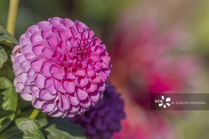 粉色大丽花在公共花园中盛开。特写镜头的大丽花，白天。法国阿尔萨斯巴斯-朗地区塞莱斯塔。图片素材