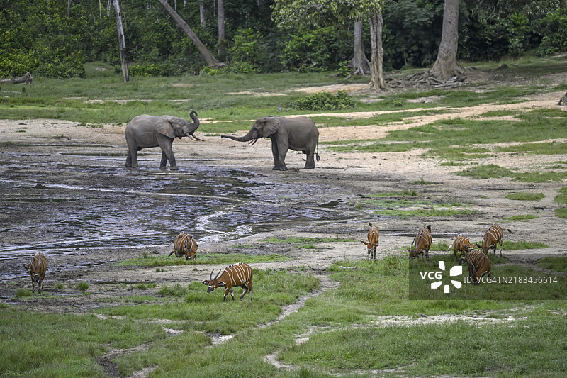 在联合国教科文组织世界遗产地——Dzanga-Ndoki国家公园的Dzanga Bai森林空地上，森林大象（Loxodonta cyclotis）和邦戈羚羊（Tragelaphus eurycerus）相遇，位于Sangha-Mbaéré省的Dzanga-Sangha保护区综合体（DSPAC）。图片素材