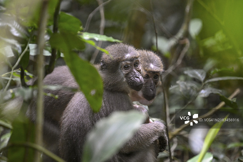 奥利维特猴（Cercocebus agilis）在巴伊霍库附近，赞加-恩多基国家公园，联合国教科文组织世界遗产，赞加-桑戈保护区综合体（DSPAC），桑戈-姆巴埃雷省，中非共和国，非洲图片素材