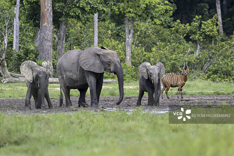 在联合国教科文组织世界遗产地——Dzanga-Ndoki国家公园的Dzanga Bai森林空地上，森林大象（Loxodonta cyclotis）和邦戈羚羊（Tragelaphus eurycerus）相遇，位于Sangha-Mbaéré省的Dzanga-Sangha保护区综合体（DSPAC）。图片素材