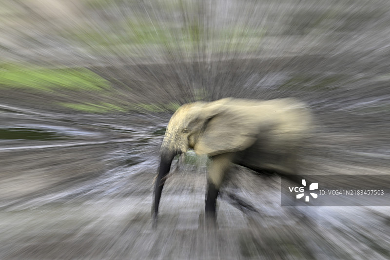 森林大象（Loxodonta cyclotis）在Dzanga Bai森林空地，非法狩猎，偷猎，模糊，Dzanga-Ndoki国家公园，联合国教科文组织世界遗产，Dzanga-Sangha保护区综合体（DSPAC），桑加-姆巴埃雷省，中非图片素材