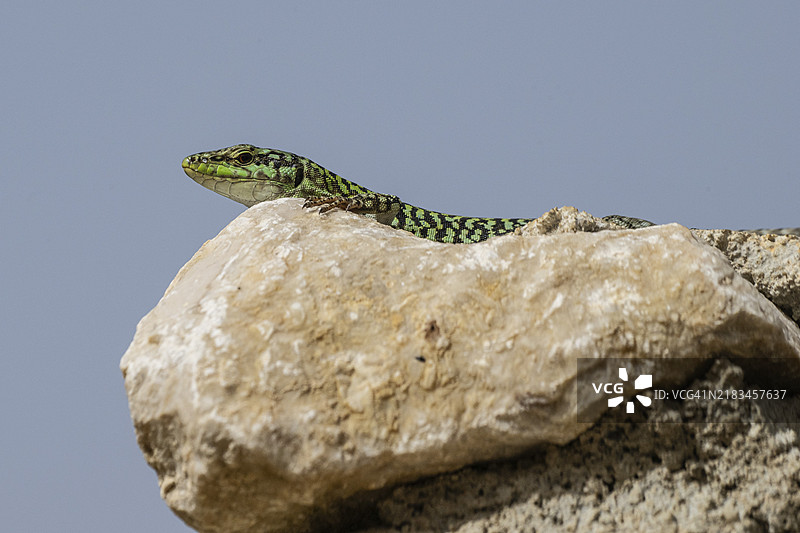 西西里墙蜥蜴（Podarcis waglerianus），意大利西西里岛，欧洲图片素材