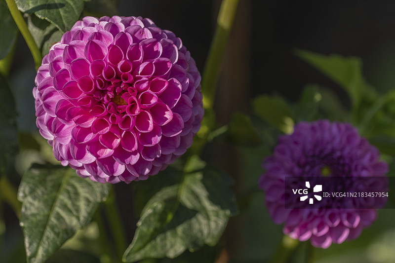 粉色大丽花在公共花园中盛开。特写镜头的大丽花，白天。法国阿尔萨斯巴斯-朗地区塞莱斯塔。图片素材