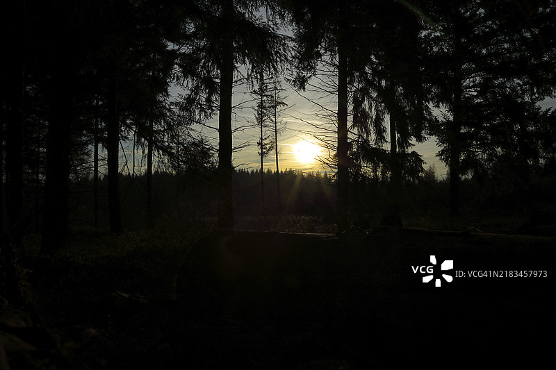 日落，阳光透过黑暗的松树林，威尔斯多夫，北莱茵-威斯特法伦，德国，欧洲图片素材