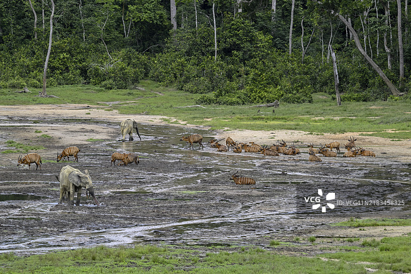 在联合国教科文组织世界遗产地——Dzanga-Ndoki国家公园的Dzanga Bai森林空地上，森林大象（Loxodonta cyclotis）和邦戈羚羊（Tragelaphus eurycerus）相遇，位于Sangha-Mbaéré省的Dzanga-Sangha保护区综合体（DSPAC）。图片素材