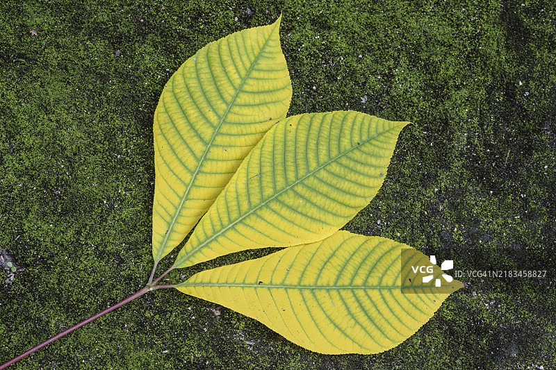 小花栗树（Aesculus parviflora，秋季叶色，斯派尔，莱茵兰-普法尔茨，德国，欧洲）图片素材