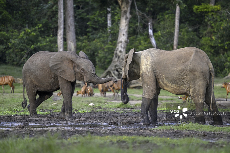 在联合国教科文组织世界遗产地——Dzanga-Ndoki国家公园的Dzanga Bai森林空地上，森林大象（Loxodonta cyclotis）和邦戈羚羊（Tragelaphus eurycerus）相遇，位于Sangha-Mbaéré省的Dzanga-Sangha保护区综合体（DSPAC）。图片素材