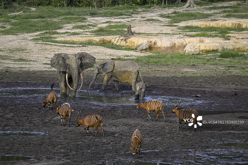 在联合国教科文组织世界遗产地——Dzanga-Ndoki国家公园的Dzanga Bai森林空地上，森林大象（Loxodonta cyclotis）和邦戈羚羊（Tragelaphus eurycerus）相遇，位于Sangha-Mbaéré省的Dzanga-Sangha保护区综合体（DSPAC）。图片素材