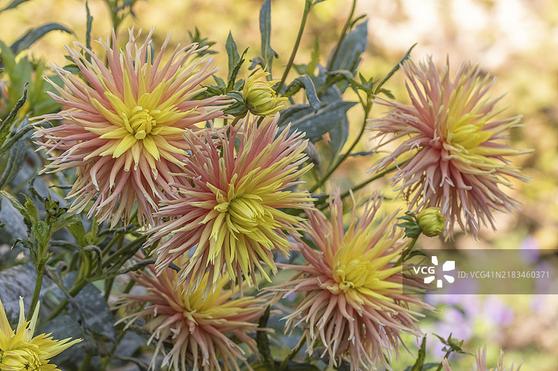 公共花园中盛开的香蕉沙滩屋仙人掌大丽花。特写大丽花，白天。法国阿尔萨斯巴斯-朗地区塞莱斯塔。图片素材