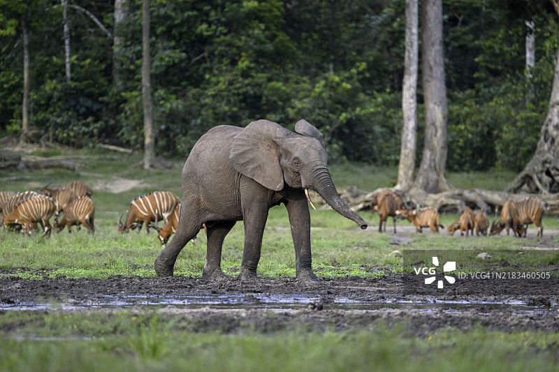森林大象（Loxodonta cyclotis）和邦戈羚羊（Tragelaphus eurycerus）在Dzanga Bai森林空地，Dzanga-Ndoki国家公园，联合国教科文组织世界遗产，Dzanga-Sangha保护区综合体（DSPAC），桑加-姆巴埃雷省，中非图片素材