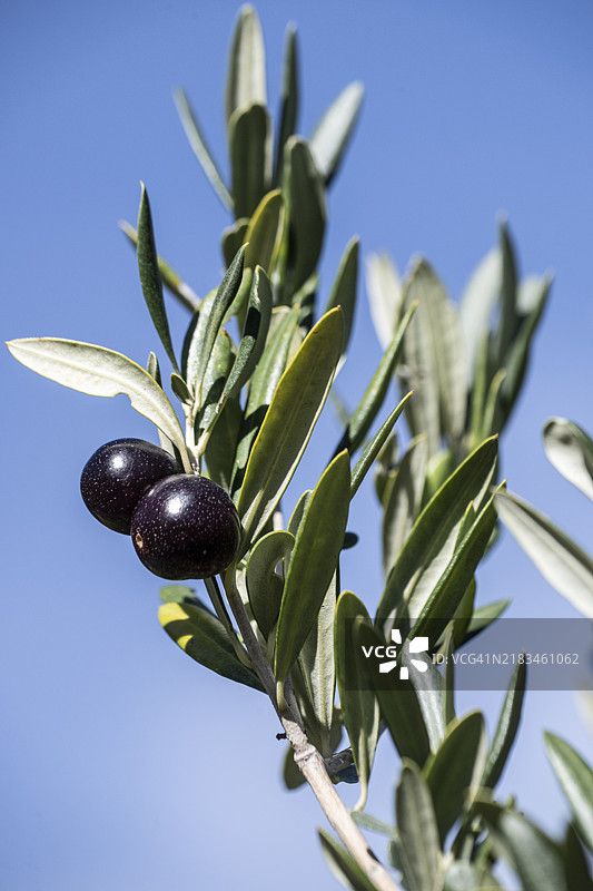 橄榄树（Olea europaea），果实，西西里岛，意大利，欧洲图片素材