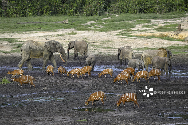 在联合国教科文组织世界遗产地——Dzanga-Ndoki国家公园的Dzanga Bai森林空地上，森林大象（Loxodonta cyclotis）和邦戈羚羊（Tragelaphus eurycerus）相遇，位于Sangha-Mbaéré省的Dzanga-Sangha保护区综合体（DSPAC）。图片素材