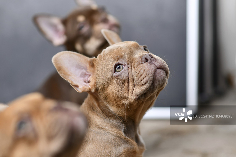 伊莎贝拉·萨布尔法斗犬小狗的肖像图片素材