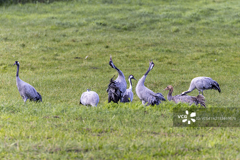 一群丹顶鹤站在绿色草地上，放松的自然氛围，丹顶鹤（Grus grus）野生动物，沃尔波默尔斯基海湾国家公园，津斯特，梅克伦堡-前波美拉尼亚，德国，欧洲图片素材
