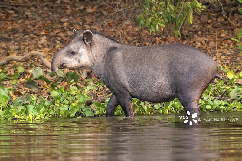 低地貘（Tapirus terrestris），站在水中，潘塔纳尔，内陆，湿地，联合国教科文组织生物圈保护区，世界遗产，湿地生境，马托格罗索，巴西，南美洲图片素材
