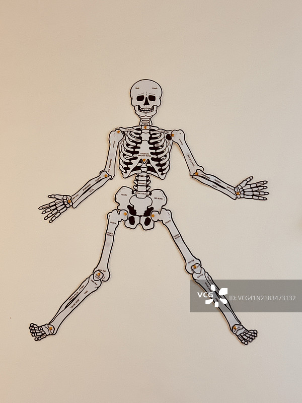 骨骼名称标注的骷髅艺术画特写图片素材