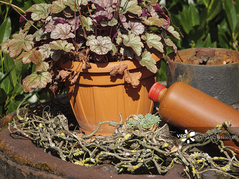 一个橙色的花盆，里面种着植物和树枝，乡村风格的花园装饰，韦塞克，明斯特地区，德国图片素材