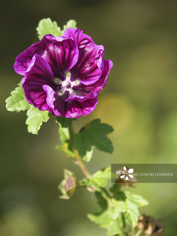 模糊背景中的紫色锦葵花朵特写，安霍尔特，伊瑟尔堡，明斯特地区，德国图片素材