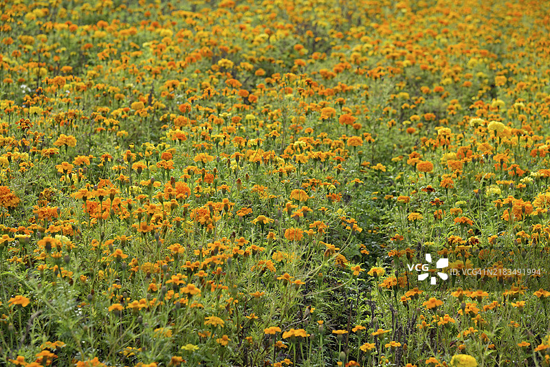 盛开的万寿菊（Tagetes），花田，德国北莱茵-威斯特法伦，欧洲图片素材