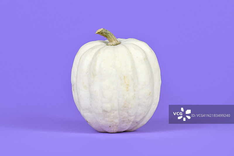 白色的白珍珠南瓜在紫色背景上图片素材