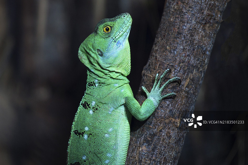 小安提瓜鬣蜥（Iguana delicatissima），幼体，圈养，德国，欧洲图片素材