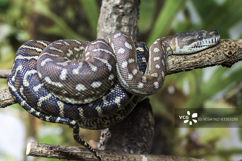 中央莫雷利布雷德利，也称为布雷德尔地毯蟒（Morelia bredli），蜷缩在树枝上，圈养于德国，欧洲。图片素材