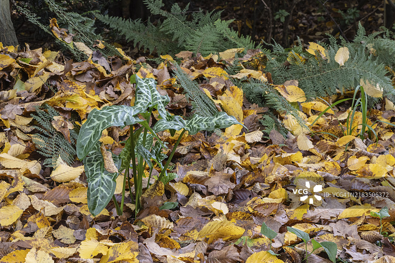 阿鲁姆意大利（阿鲁姆意大利皮克图姆）在落叶中，德国下萨克森州，埃姆斯兰，欧洲图片素材