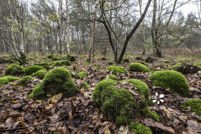 在德国下萨克森州埃姆斯兰的白桦树采石场中，堆积的泥炭苔藓（Sphagnum palustre）图片素材