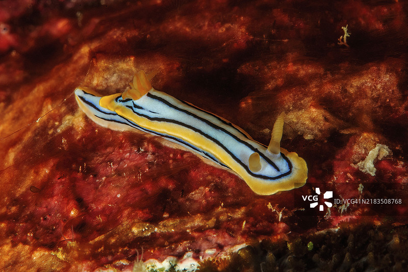 热带线状海兔（Chromodoris elisabethina）线状海兔，太平洋，雅浦岛，雅浦州，联邦密克罗尼西亚，卡罗琳群岛，澳大利亚， 大洋洲图片素材