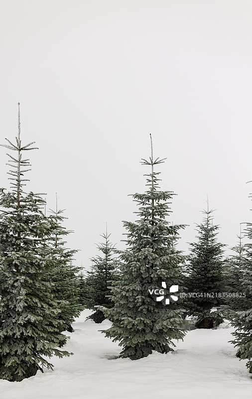 圣诞树农场上的诺德曼冷杉被厚厚的雪覆盖图片素材