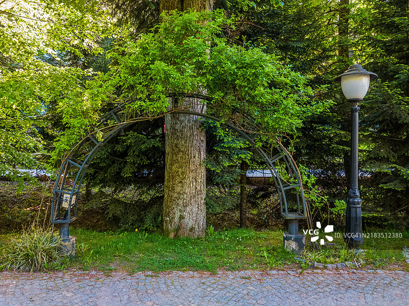 一个被藤蔓覆盖的金属拱门图片素材