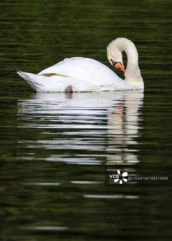 静音天鹅的倒影图片素材