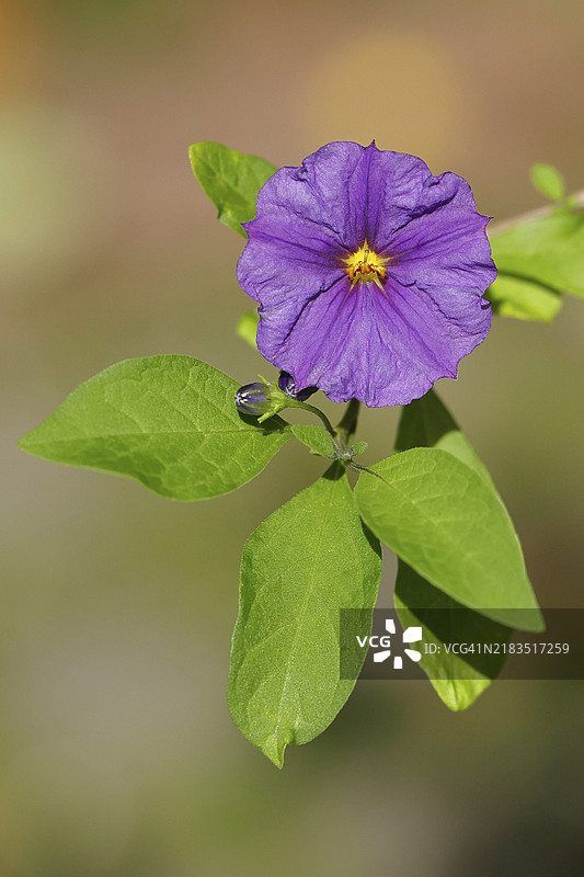 龙葵灌木或土豆树 (Lycianthes rantonnetii)图片素材
