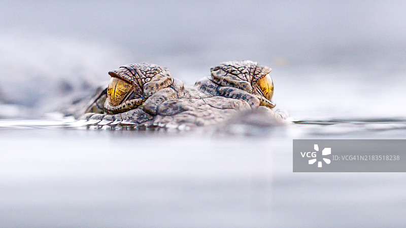 鳄鱼的眼睛破水而出。图片素材