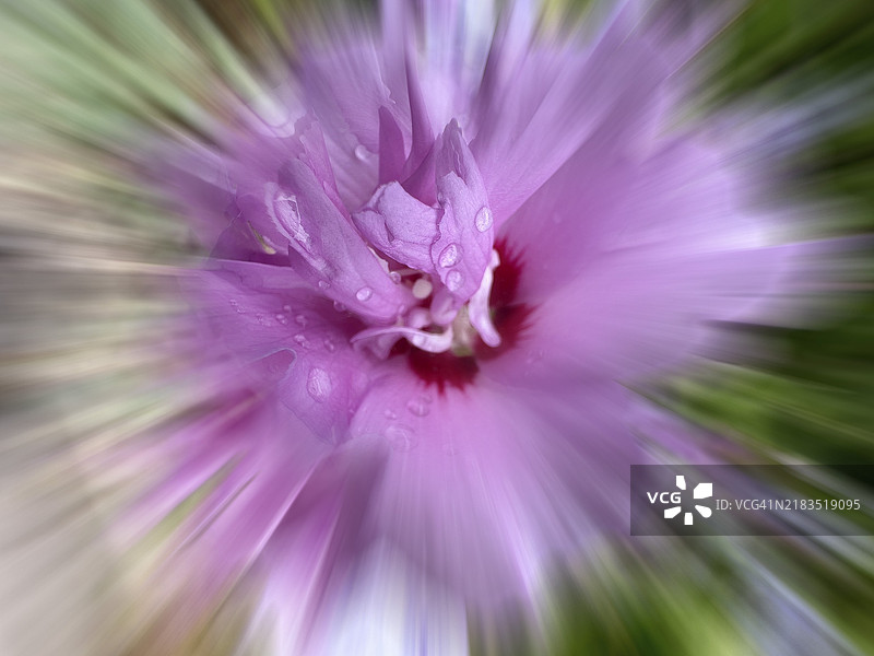 药用蜀葵，玫瑰木槿，灌木木槿，花园木槿，叙利亚木槿，沙龙玫瑰，节日花（木槿），变焦效果图片素材