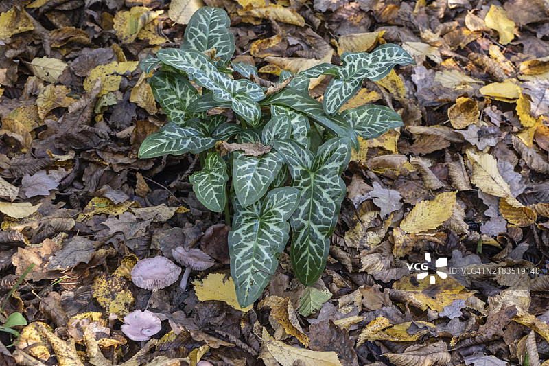 阿鲁姆意大利图案（Arum italicum Pictum），德国下萨克森州埃姆斯兰，欧洲图片素材