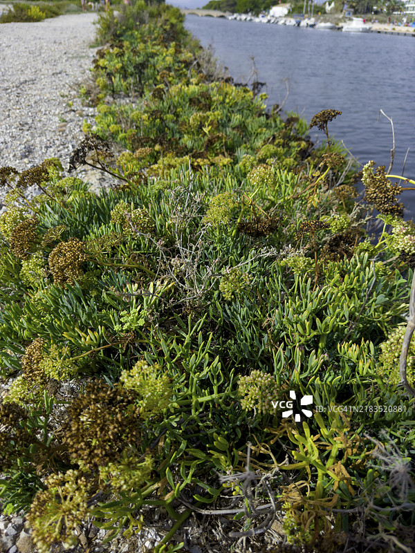 海岸植被，各种植物，主要是海茴香、海茴香、海细菌、沙滩细菌、细菌草、海香菜、海蓟、园艺细菌、海细菌（Crithmum maritinum）图片素材