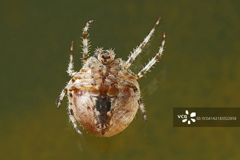 十字园蛛图片素材