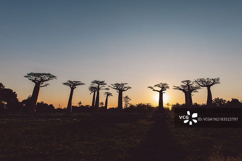 马达加斯加图片素材