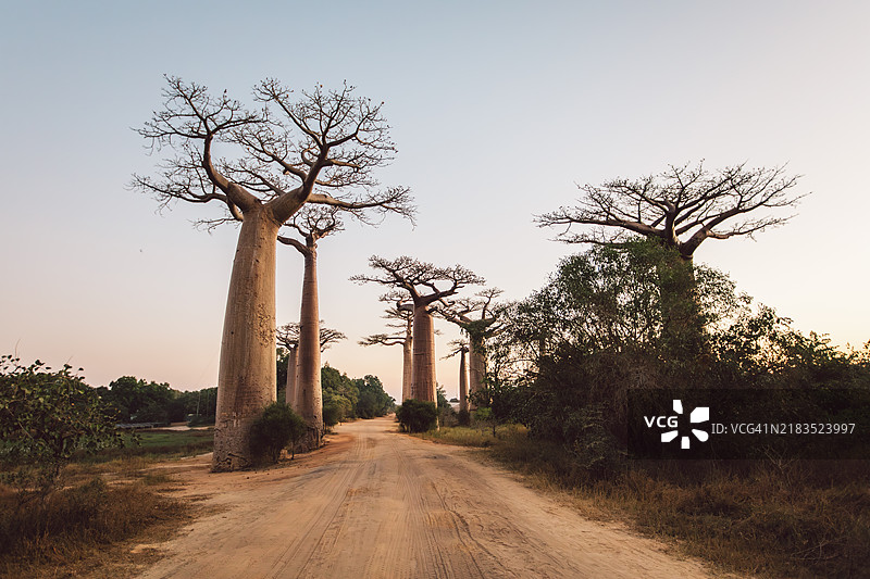 马达加斯加图片素材